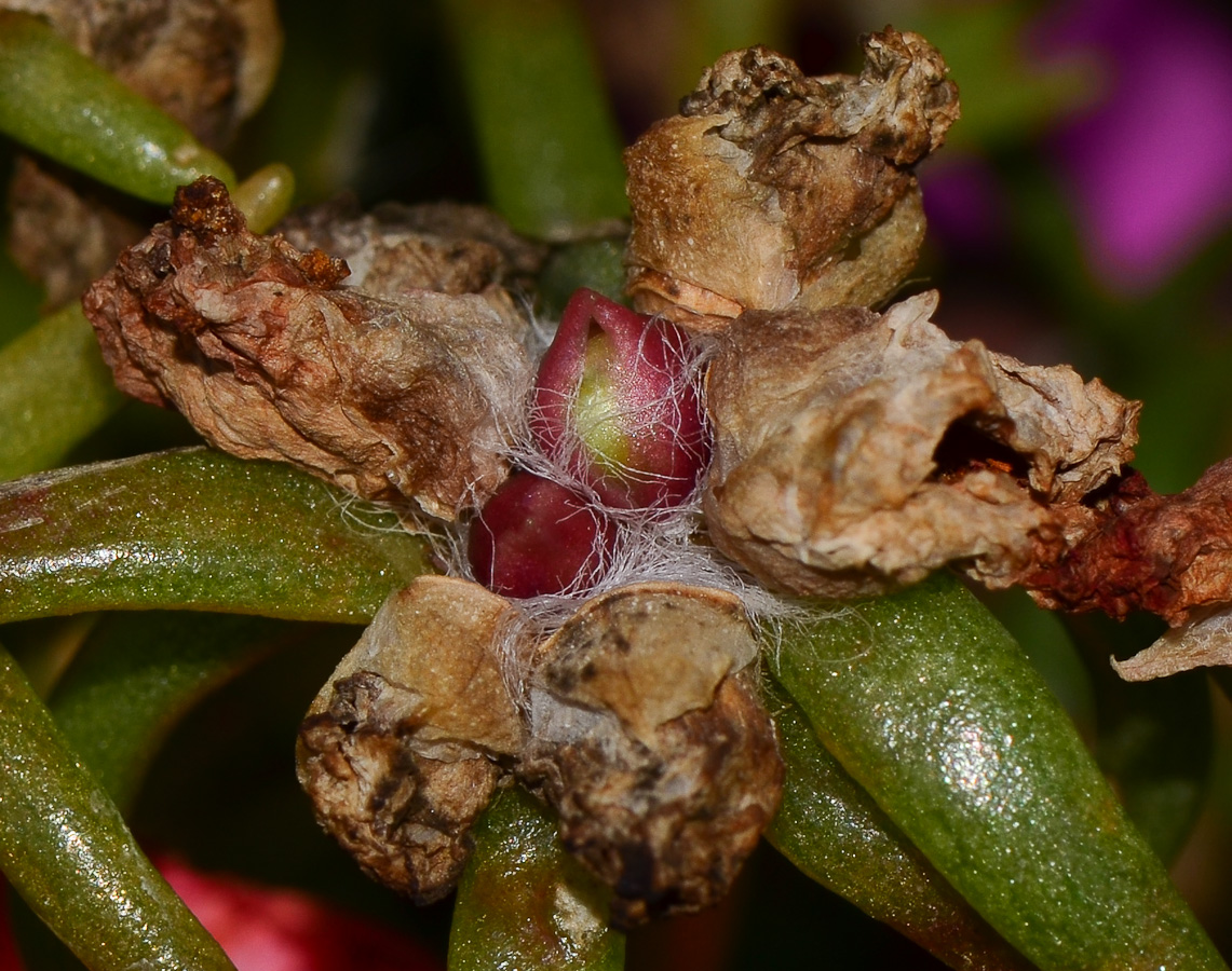 Image of Portulaca grandiflora specimen.