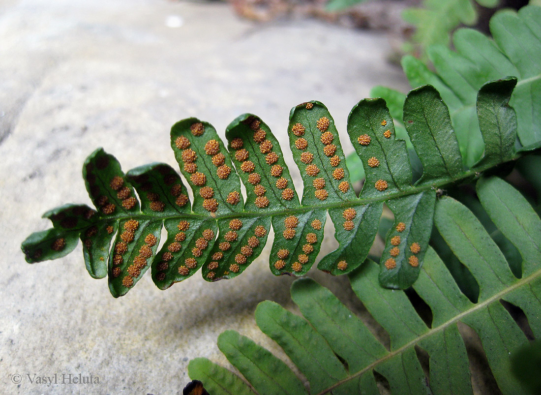 Изображение особи Polypodium vulgare.