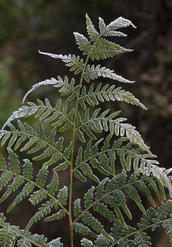 Image of Pteridium pinetorum specimen.