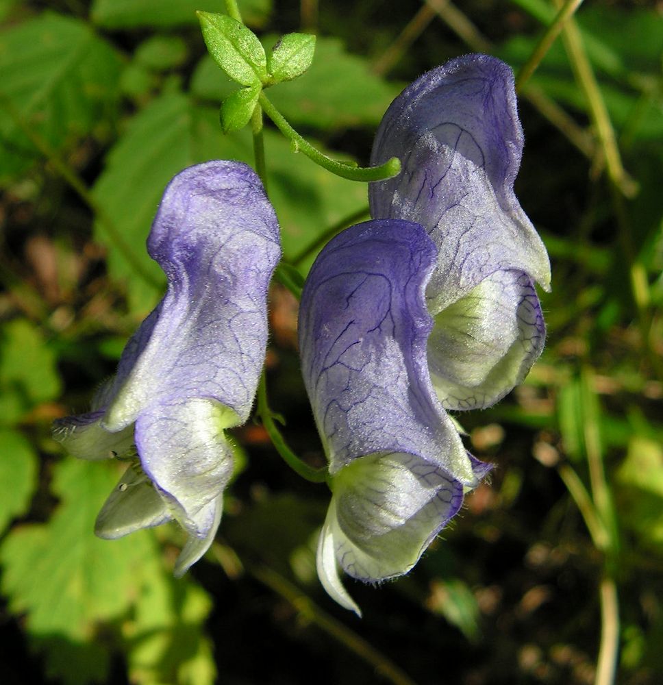 Изображение особи Aconitum stoloniferum.