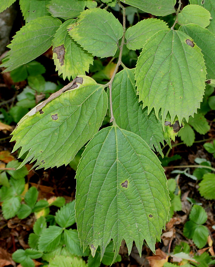 Изображение особи Celtis koraiensis.