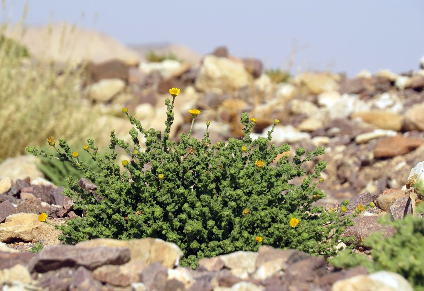 Image of Pulicaria incisa specimen.