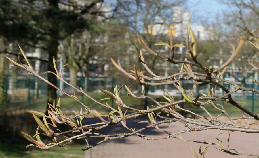 Image of Viburnum lentago specimen.