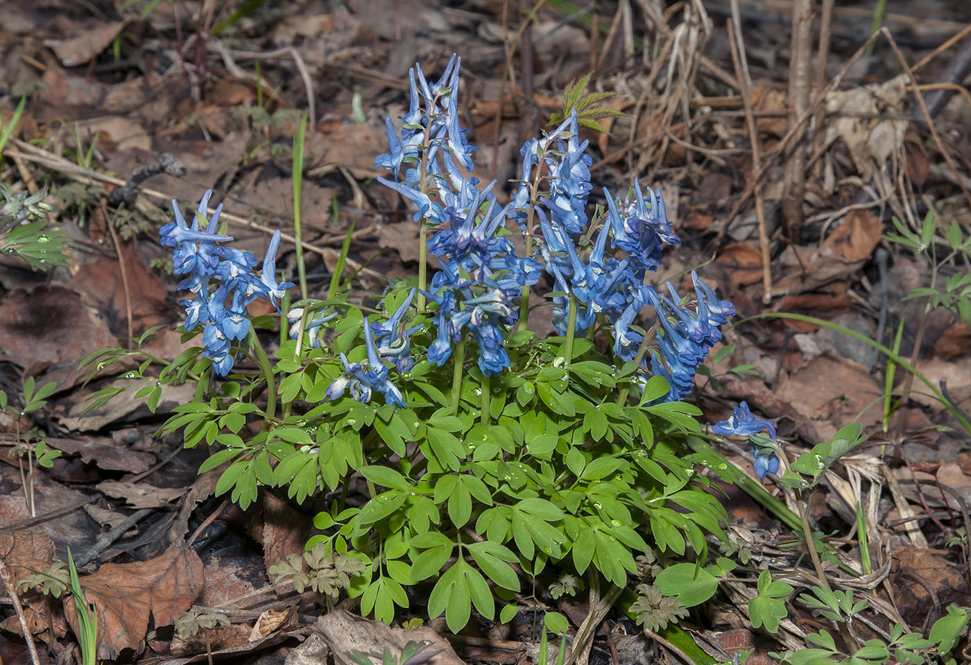 Image of Corydalis ambigua var. pectinata specimen.