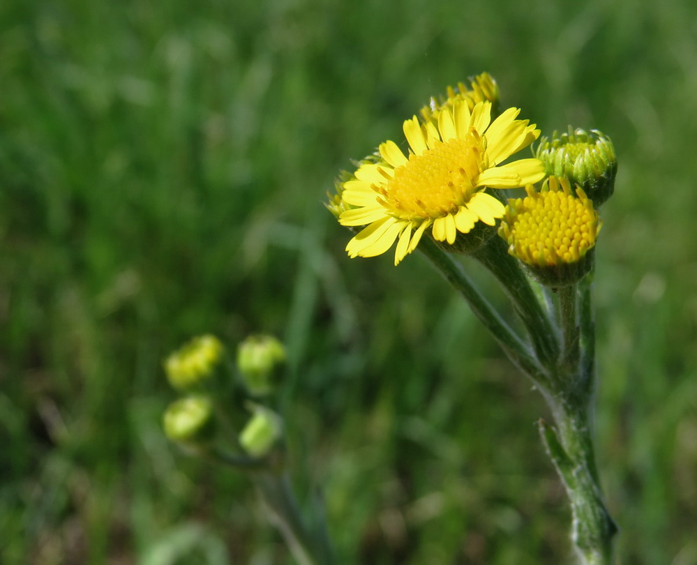 Image of Tephroseris integrifolia specimen.