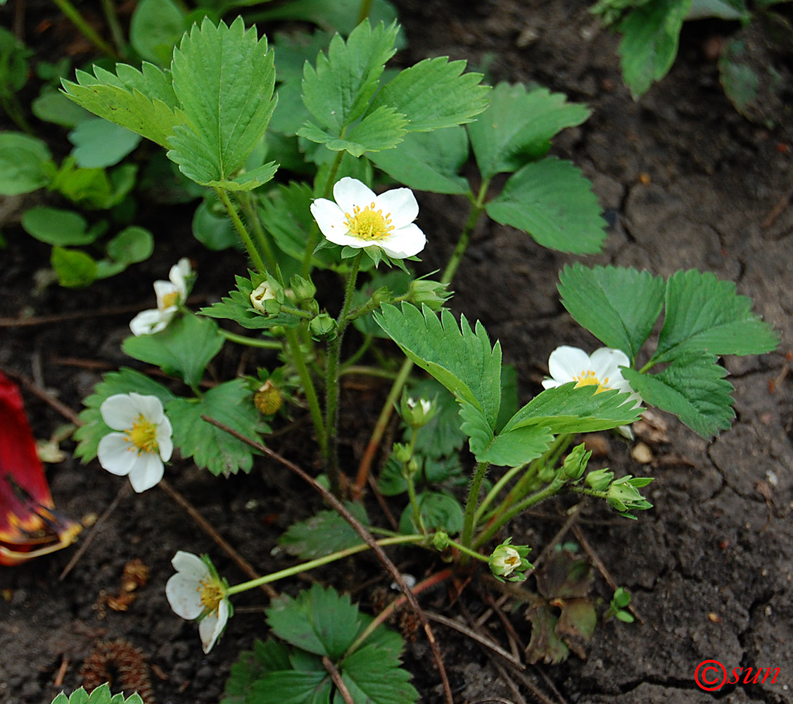 Image of Fragaria &times; ananassa specimen.