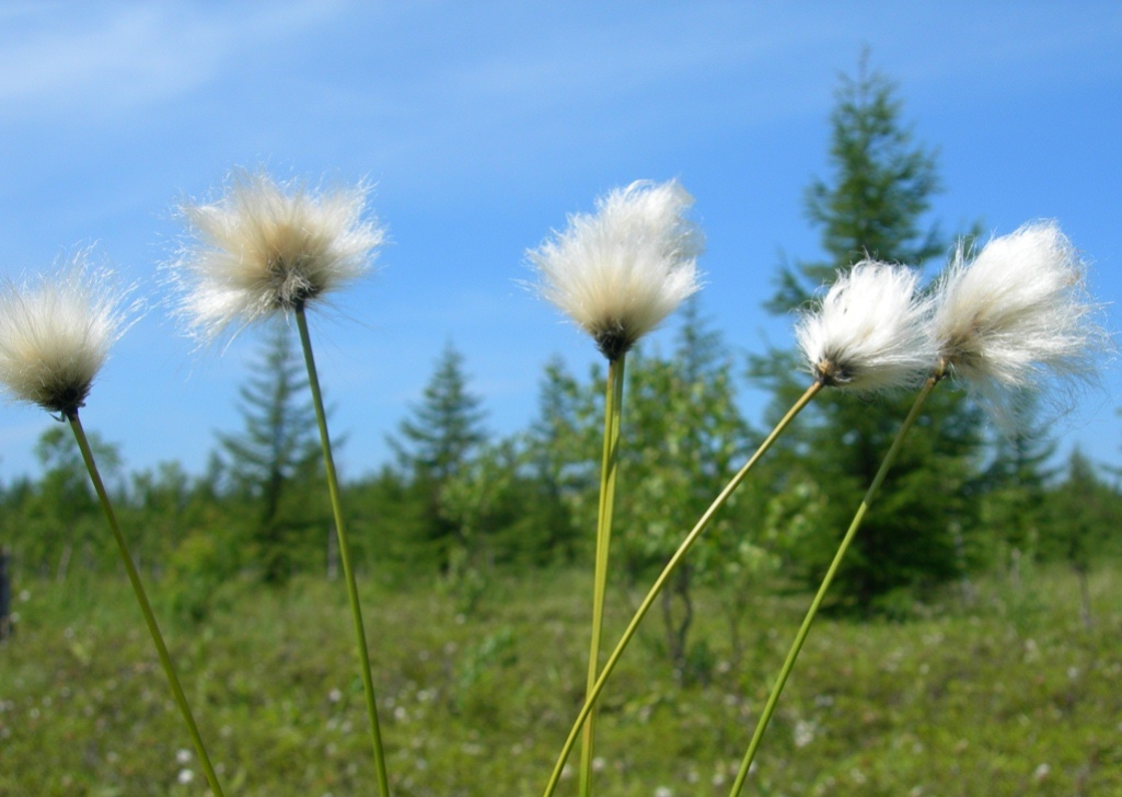 Изображение особи Eriophorum vaginatum.