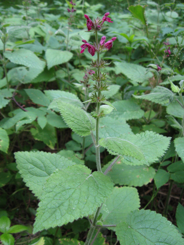 Image of Stachys sylvatica specimen.