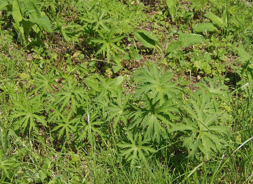 Image of Geranium pratense specimen.