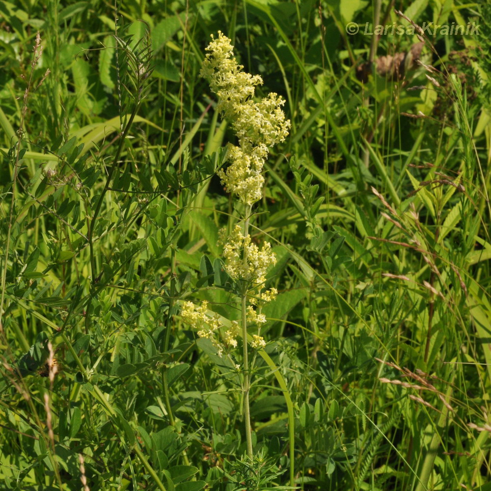 Image of genus Galium specimen.