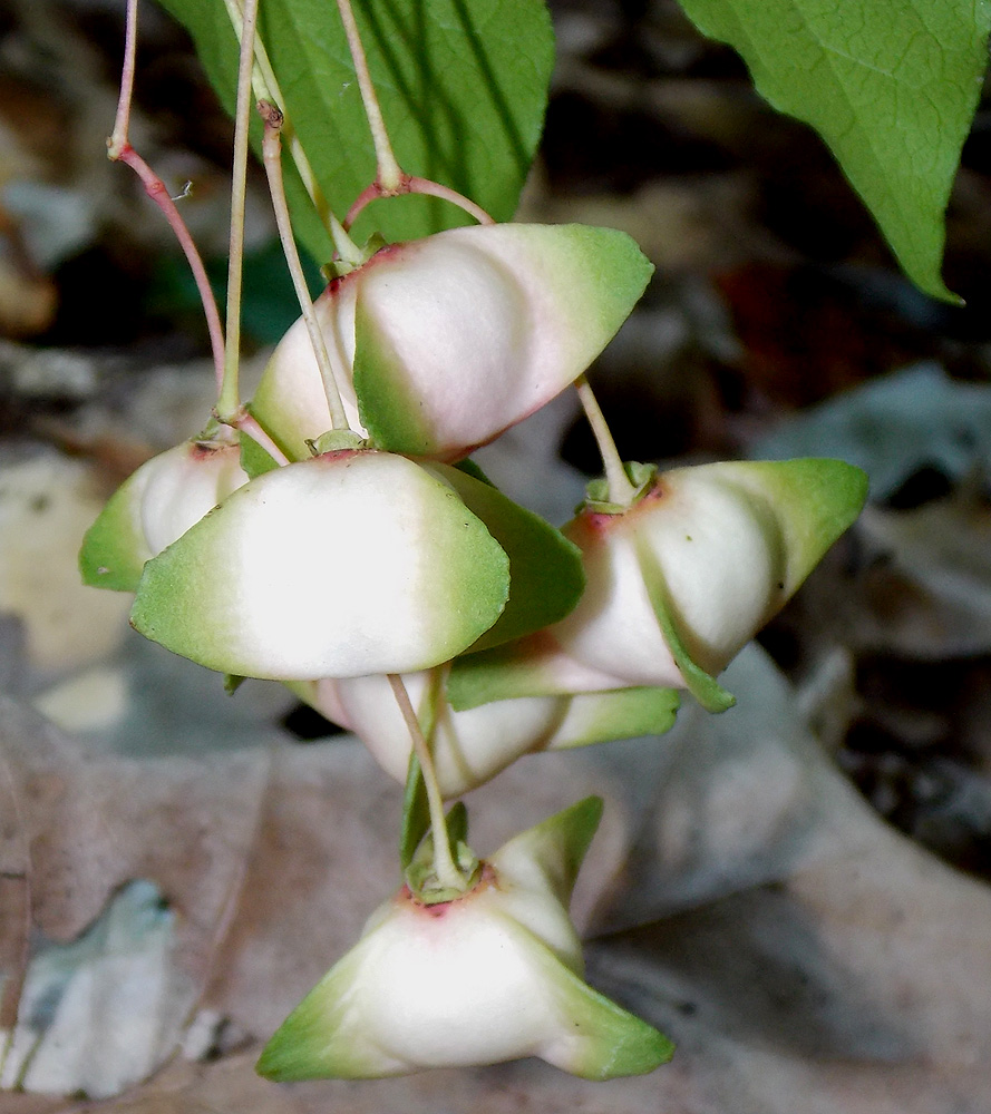 Image of Euonymus latifolius specimen.