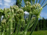 Heracleum dissectum