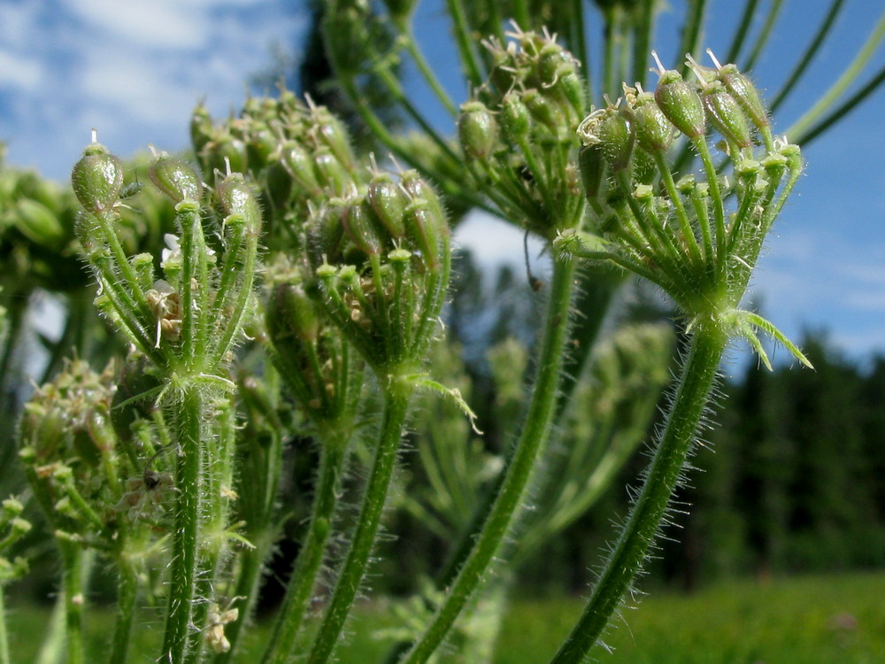 Изображение особи Heracleum dissectum.