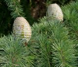 Cedrus deodara