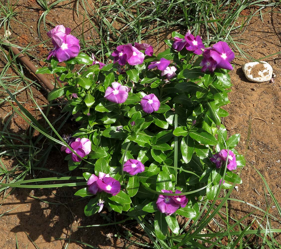 Image of Catharanthus roseus specimen.