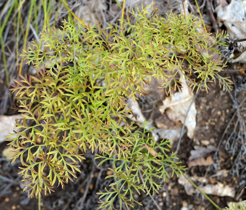 Image of Pulsatilla turczaninovii specimen.