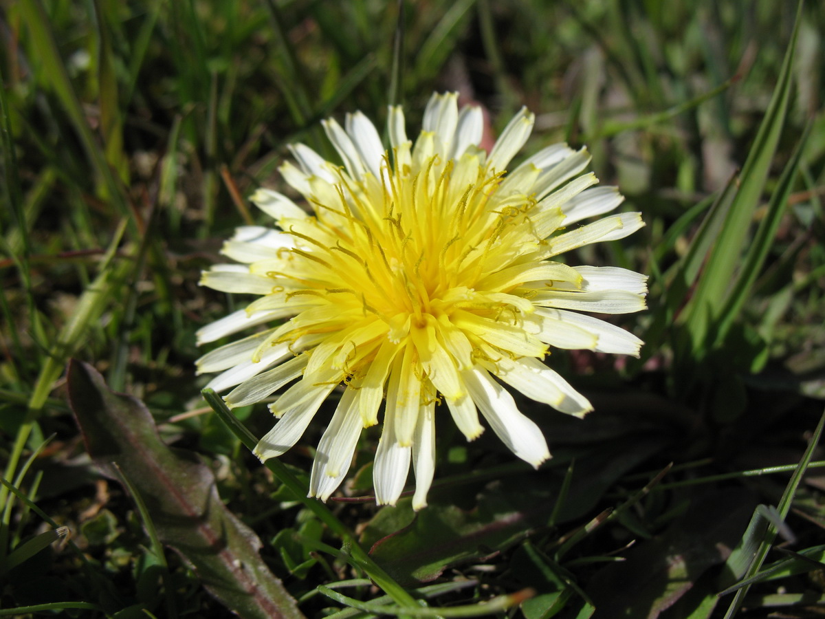 Image of Taraxacum pseudoroseum specimen.