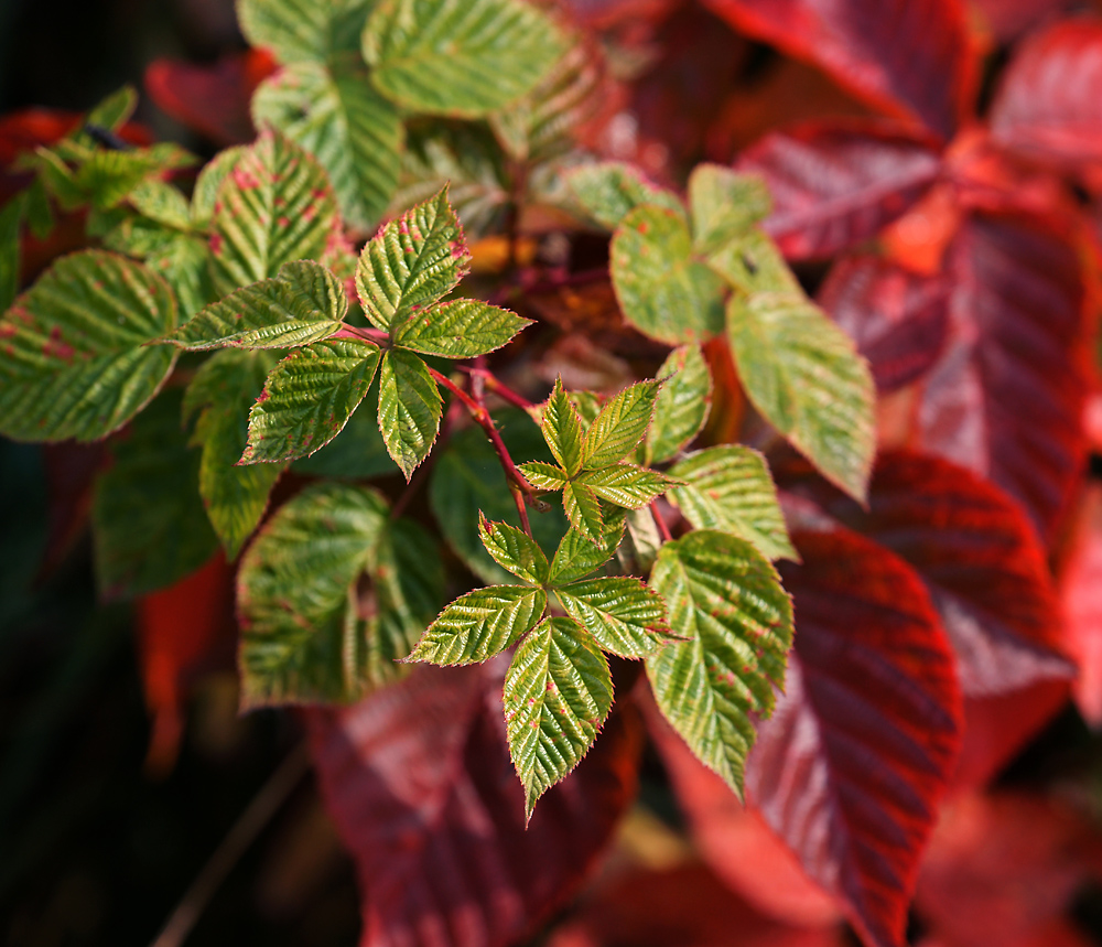 Изображение особи Rubus nessensis.