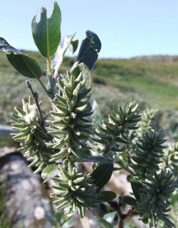 Изображение особи Salix glauca.