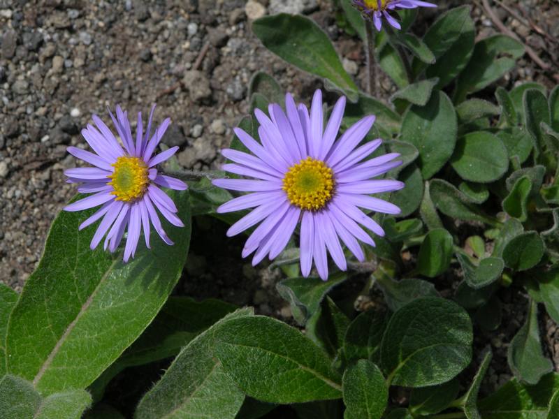 Image of Aster alpinus specimen.