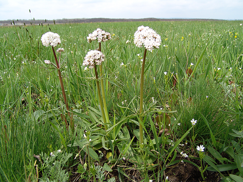 Изображение особи Valeriana tuberosa.