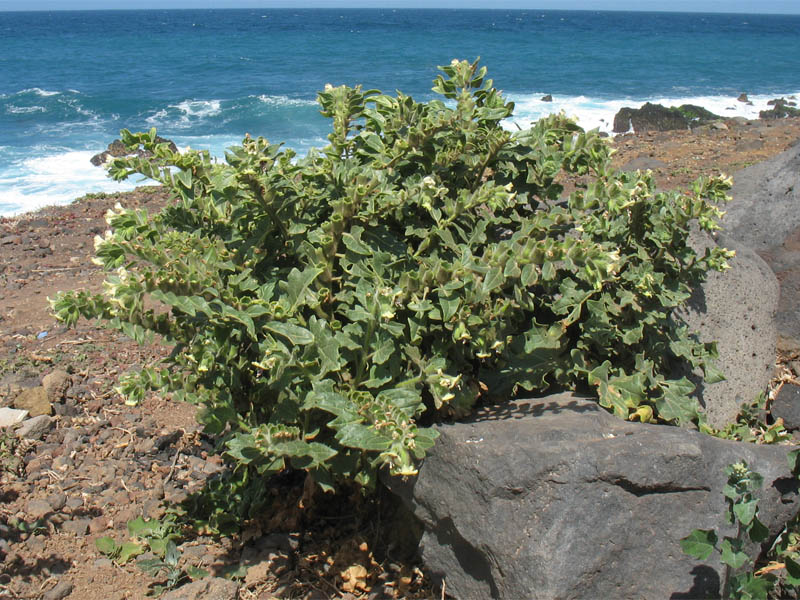 Изображение особи Hyoscyamus albus.