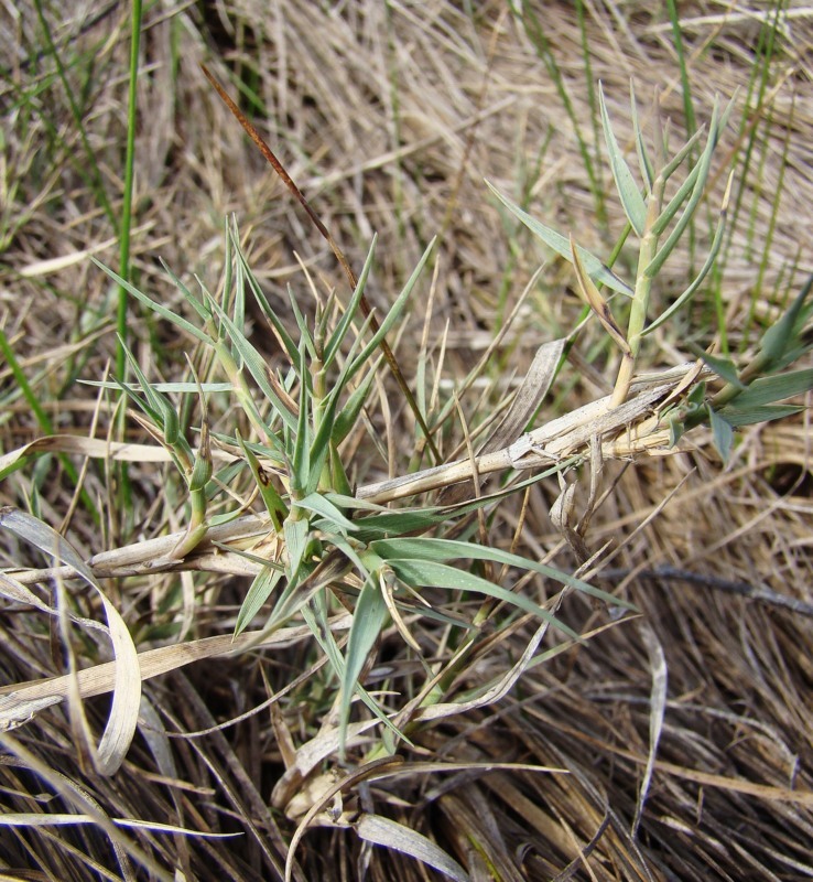 Image of Aeluropus littoralis specimen.