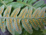 Polypodium vulgare