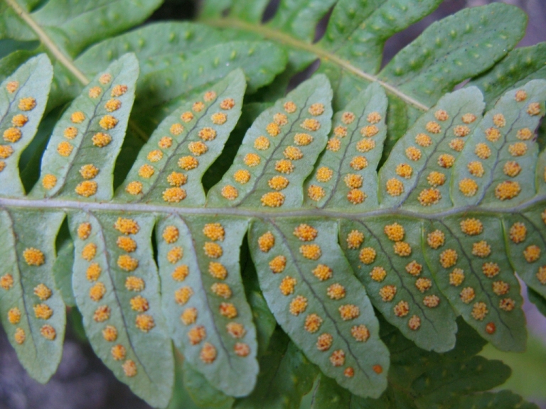 Изображение особи Polypodium vulgare.