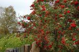 Смотреть изображение Sorbus aucuparia