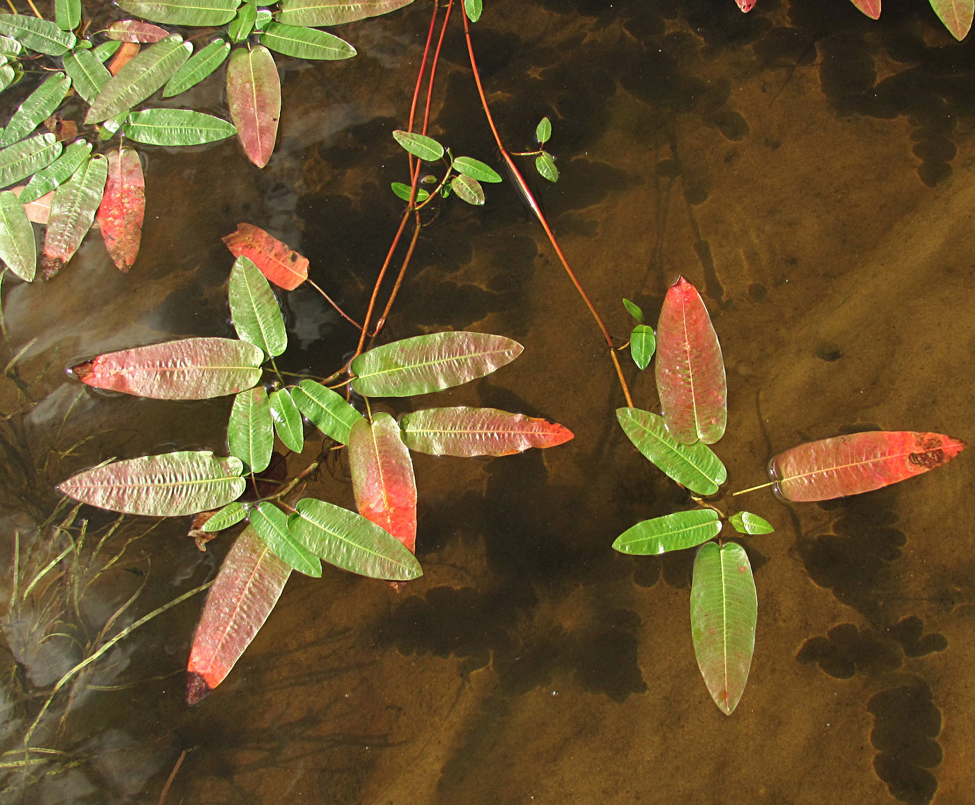 Image of Persicaria amphibia specimen.