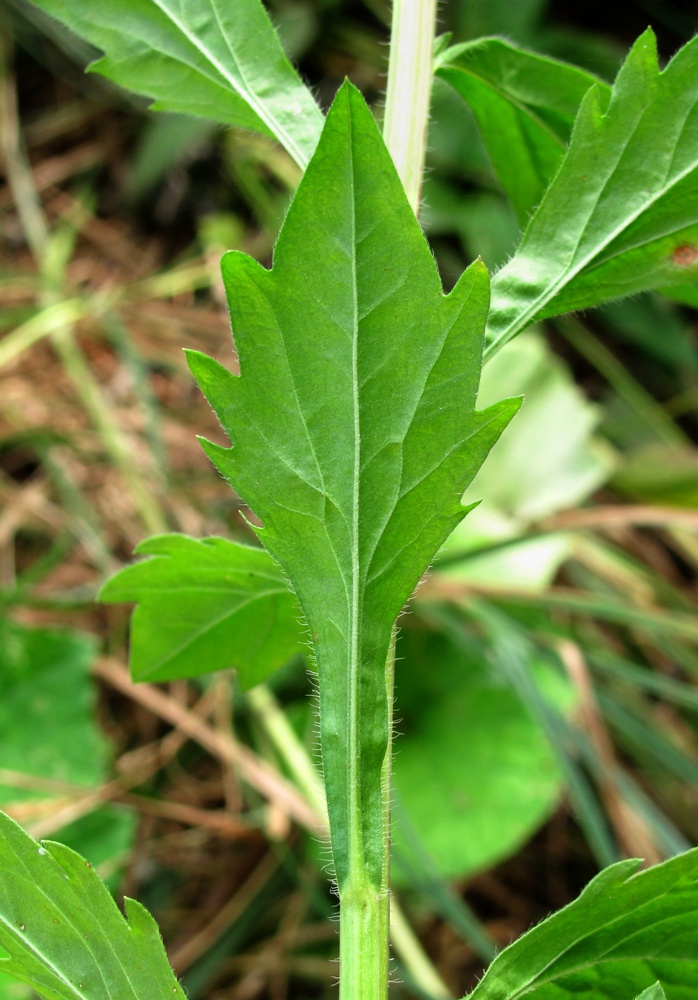 Image of Erigeron annuus specimen.