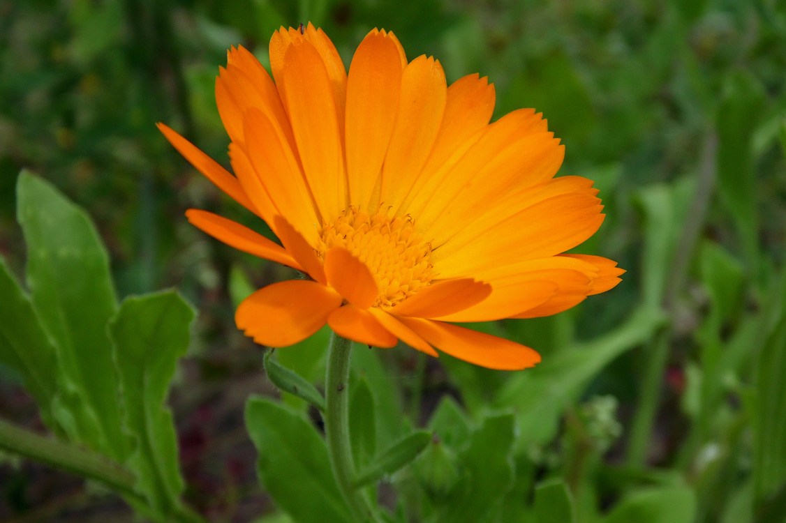 Изображение особи Calendula officinalis.