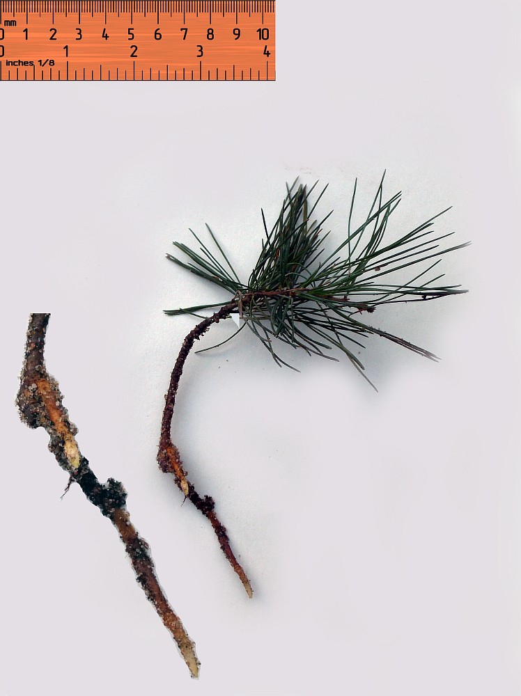 Изображение особи Pinus parviflora.