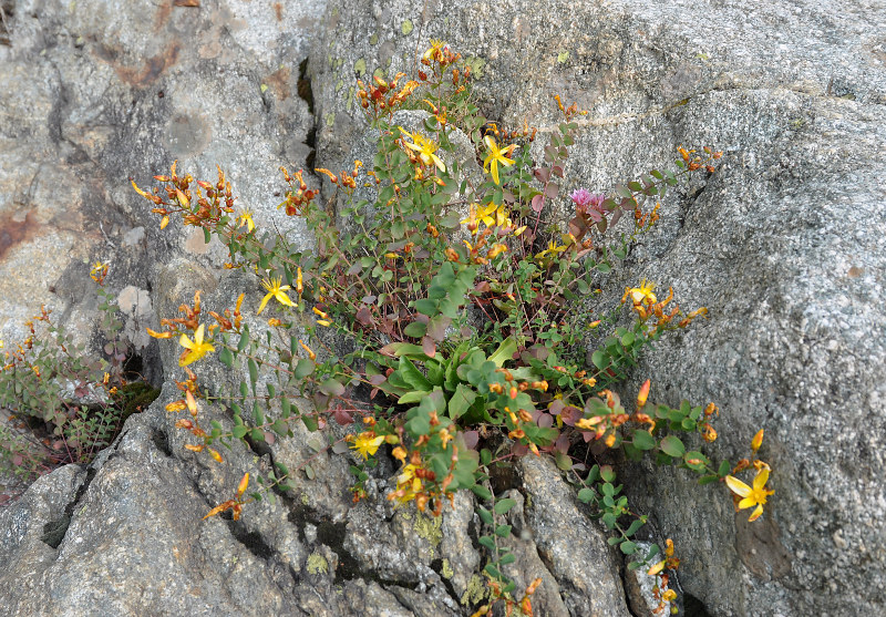 Image of Hypericum nummularioides specimen.