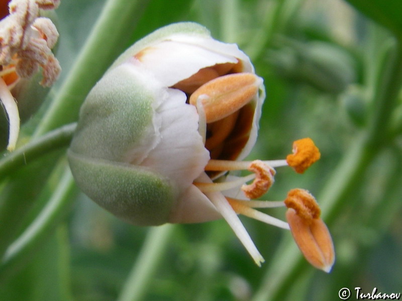 Image of Zygophyllum fabago specimen.