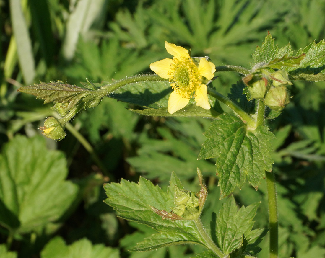 Изображение особи Geum aleppicum.