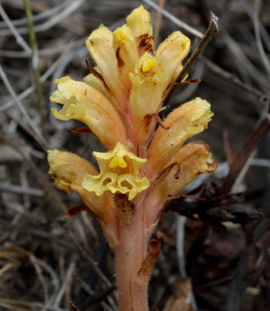 Изображение особи Orobanche centaurina.