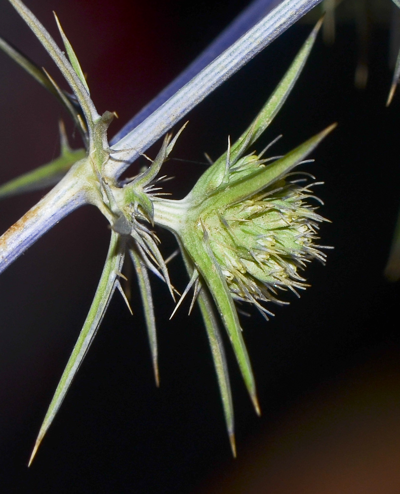 Изображение особи Eryngium creticum.