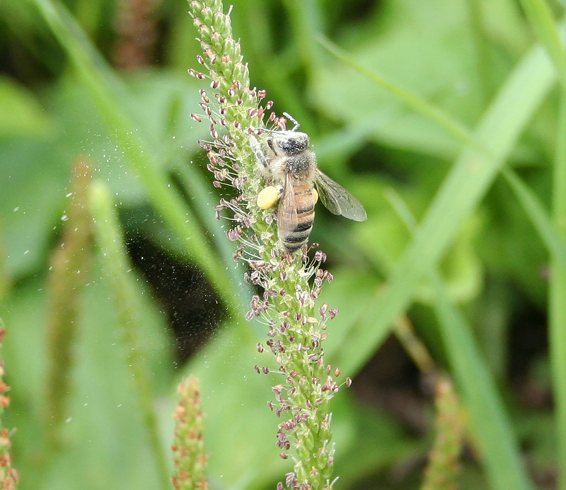 Image of Plantago cornuti specimen.