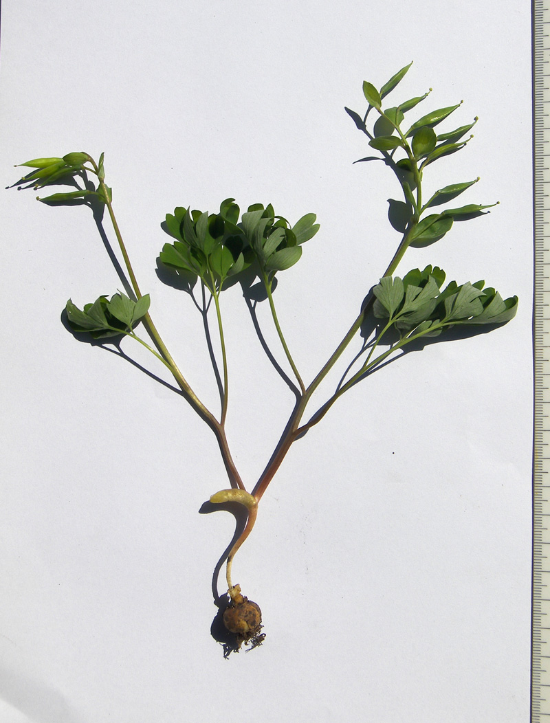 Image of Corydalis malkensis specimen.