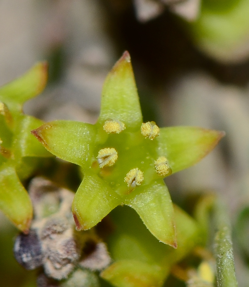 Image of Rhamnus lycioides specimen.