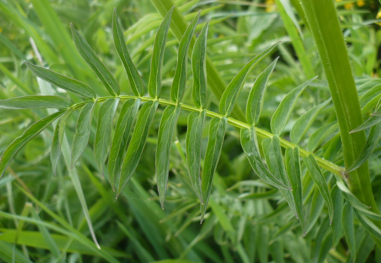 Image of Polemonium caeruleum specimen.