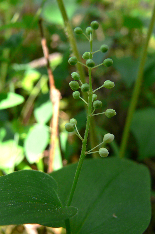 Изображение особи Maianthemum bifolium.