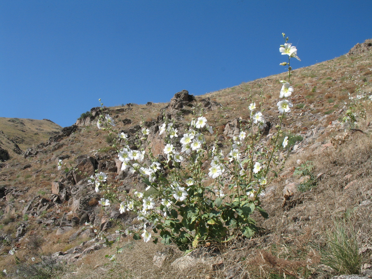 Image of Alcea nudiflora specimen.