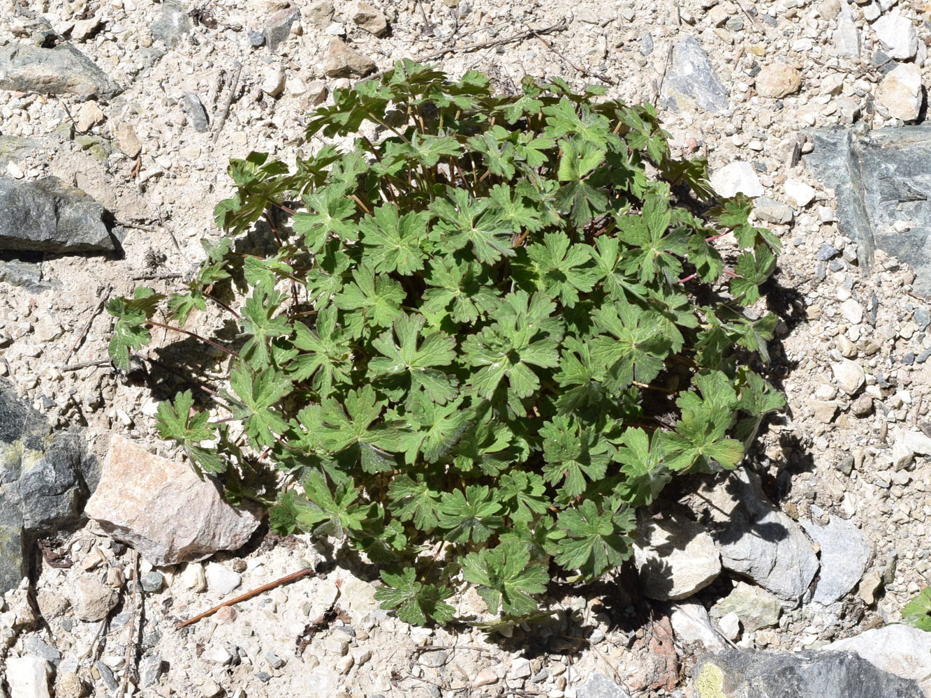 Image of Geranium ferganense specimen.