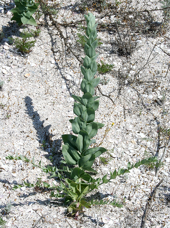 Image of Linaria genistifolia specimen.