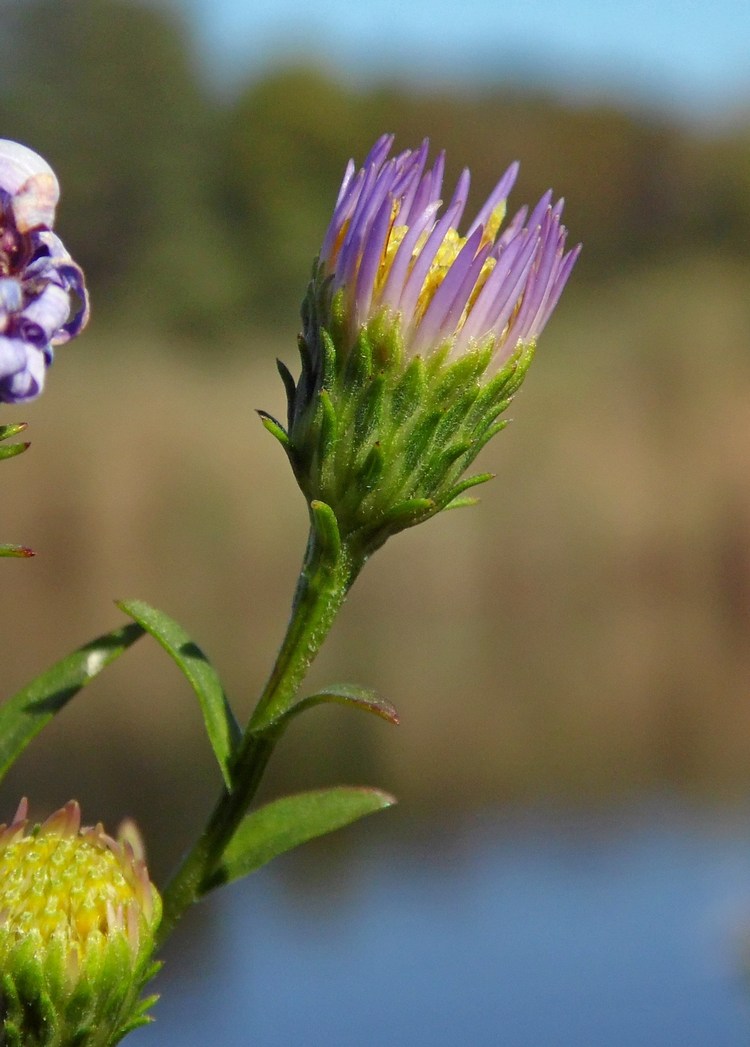 Изображение особи Symphyotrichum &times; versicolor.