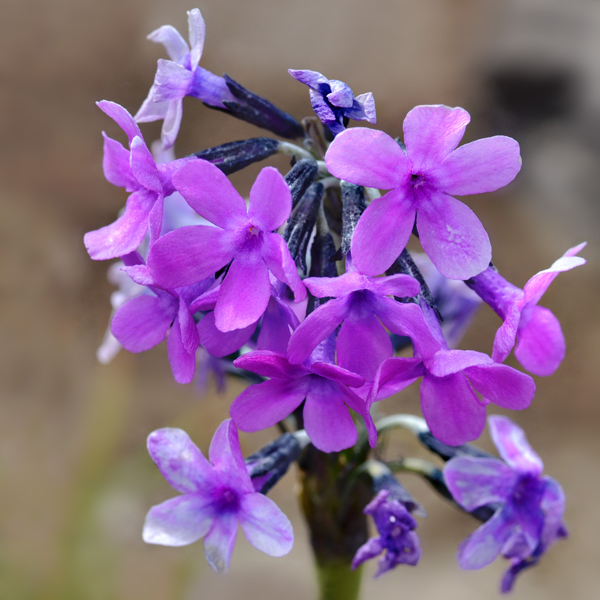 Image of Primula turkestanica specimen.