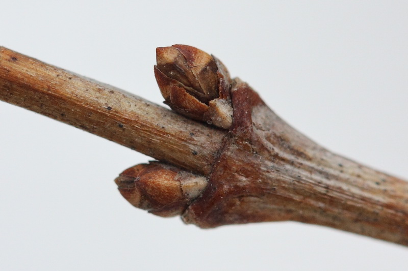 Image of Symphoricarpos albus var. laevigatus specimen.